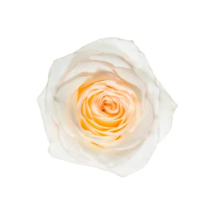 Candlelight - Image 1