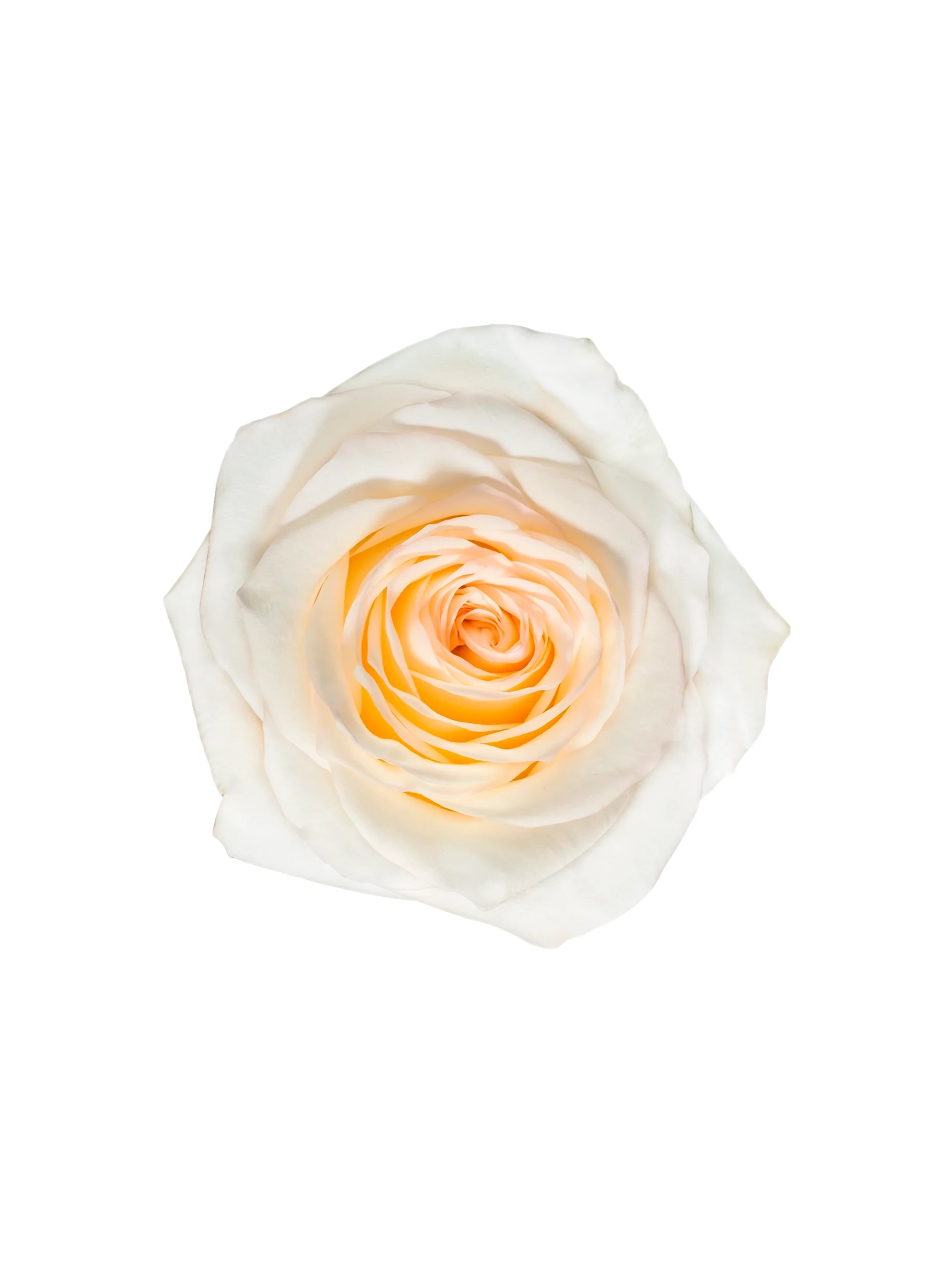 Candlelight - Image 1