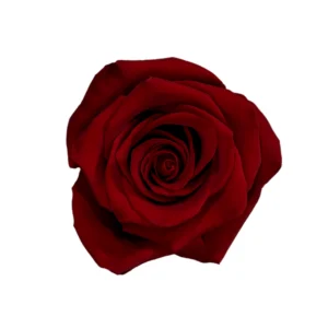 Explorer - Image 1