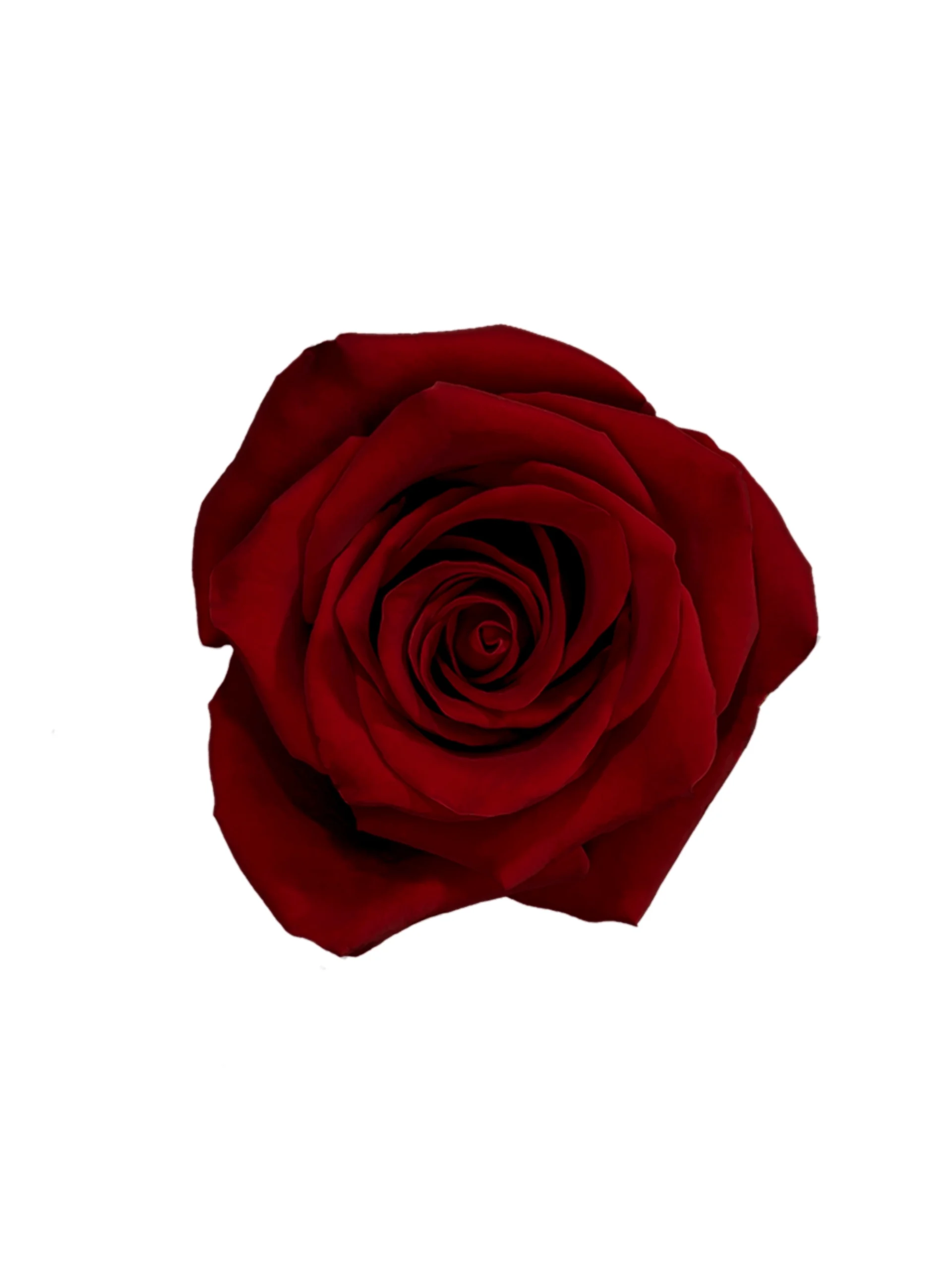 Explorer - Image 1