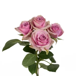 Lavender Irishka - Image 1