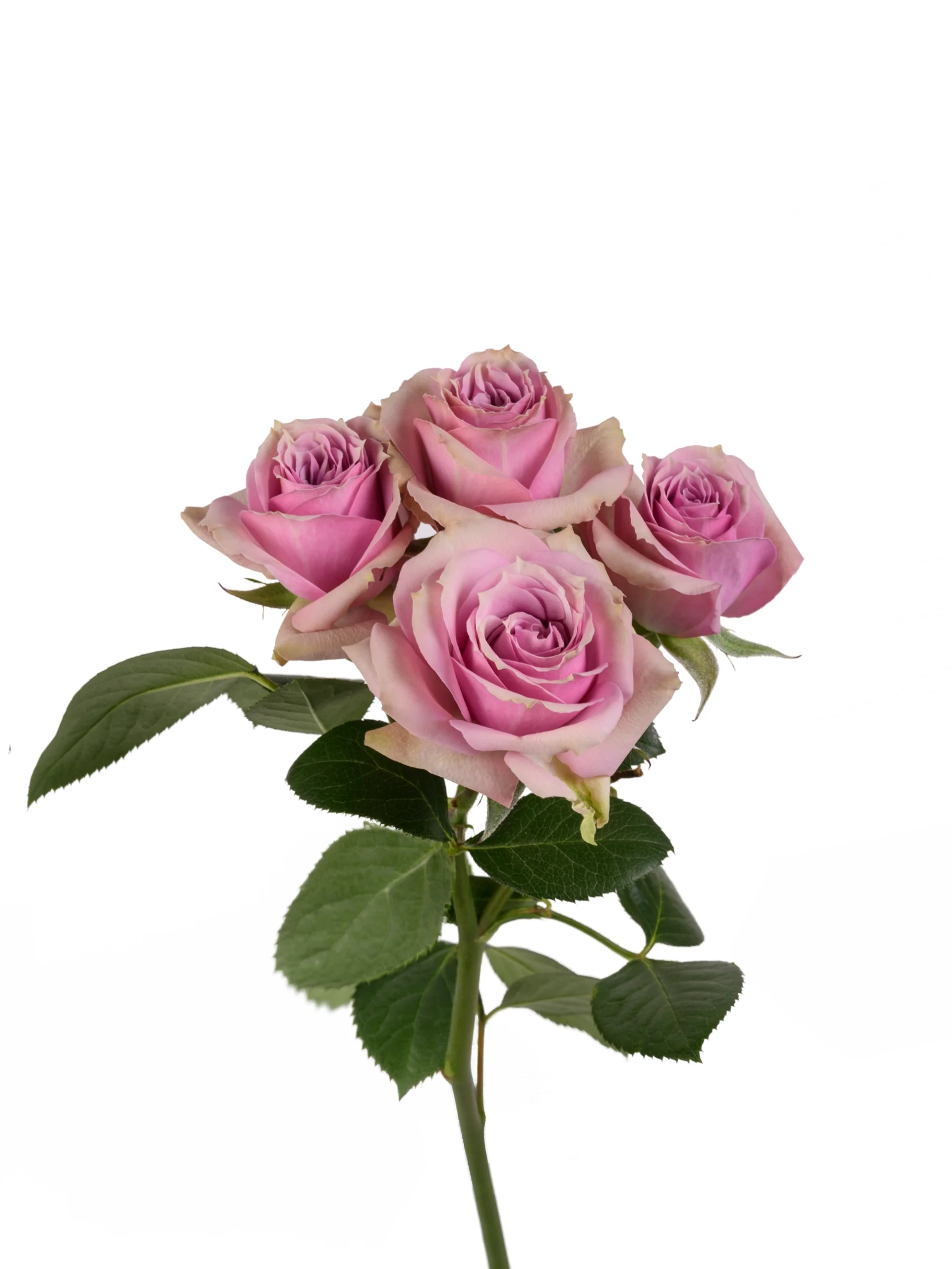 Lavender Irishka - Image 1