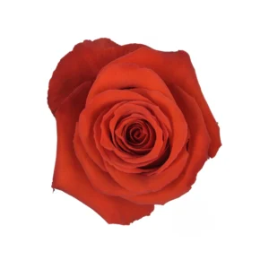 Nina - Image 1