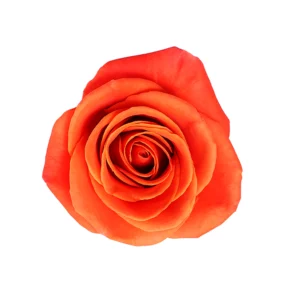 Orange Crush - Image 1
