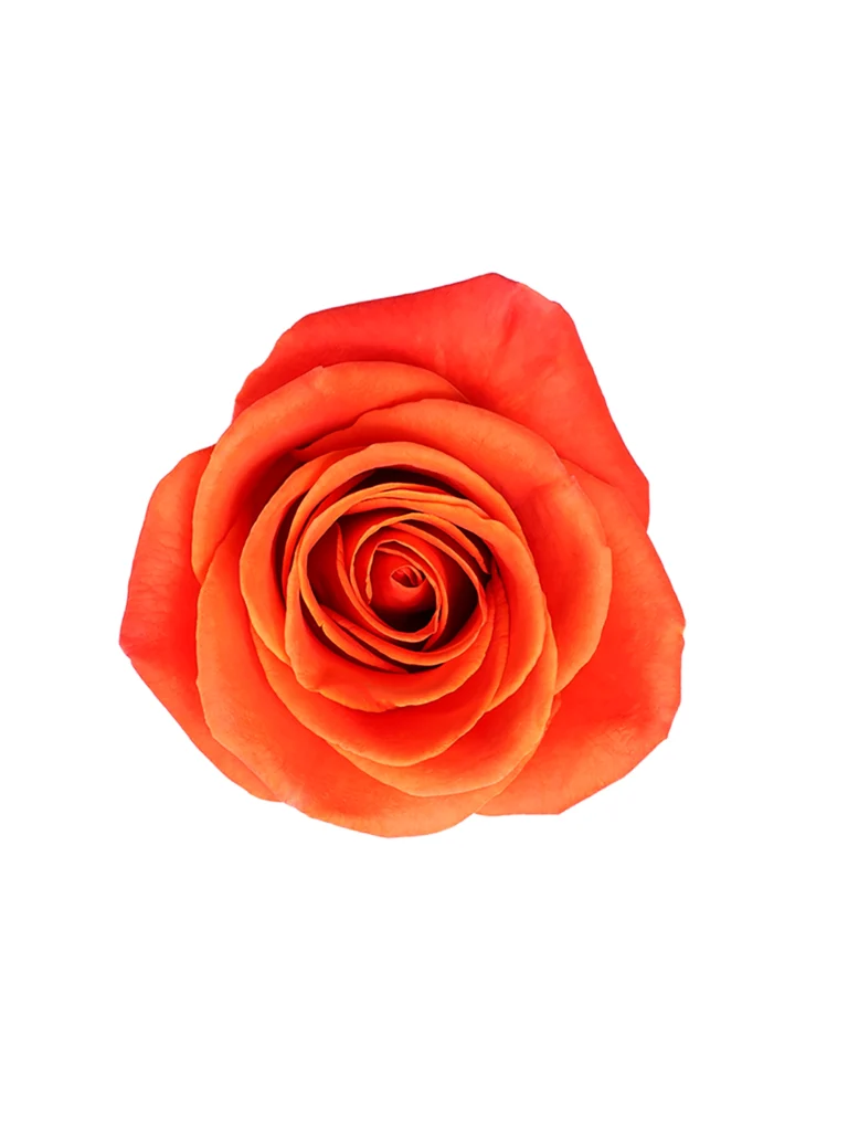 Orange Crush