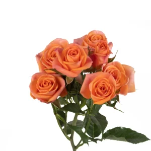Orange Star - Image 1