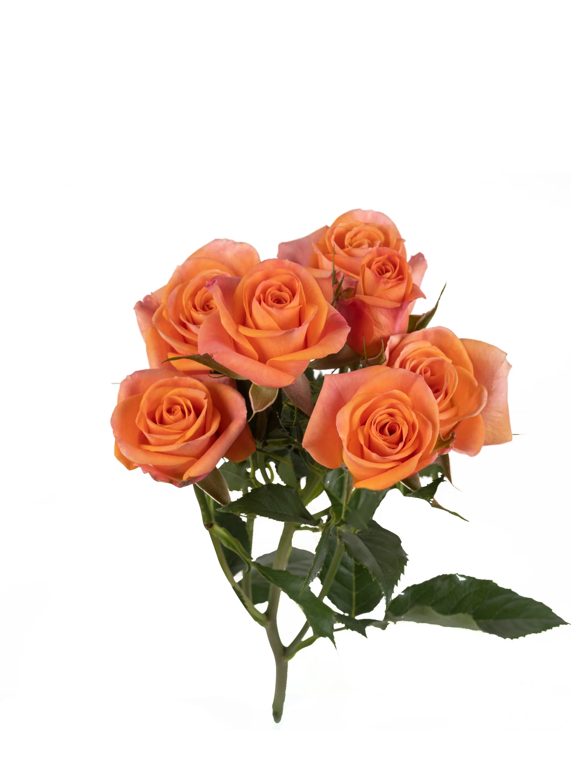 Orange Star - Image 1