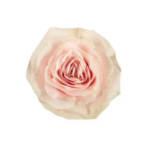Pink Mondial - Image 1