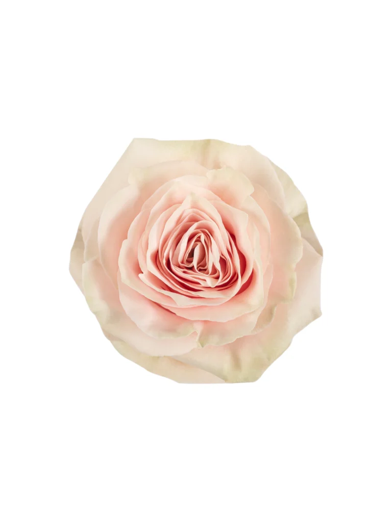 Pink Mondial
