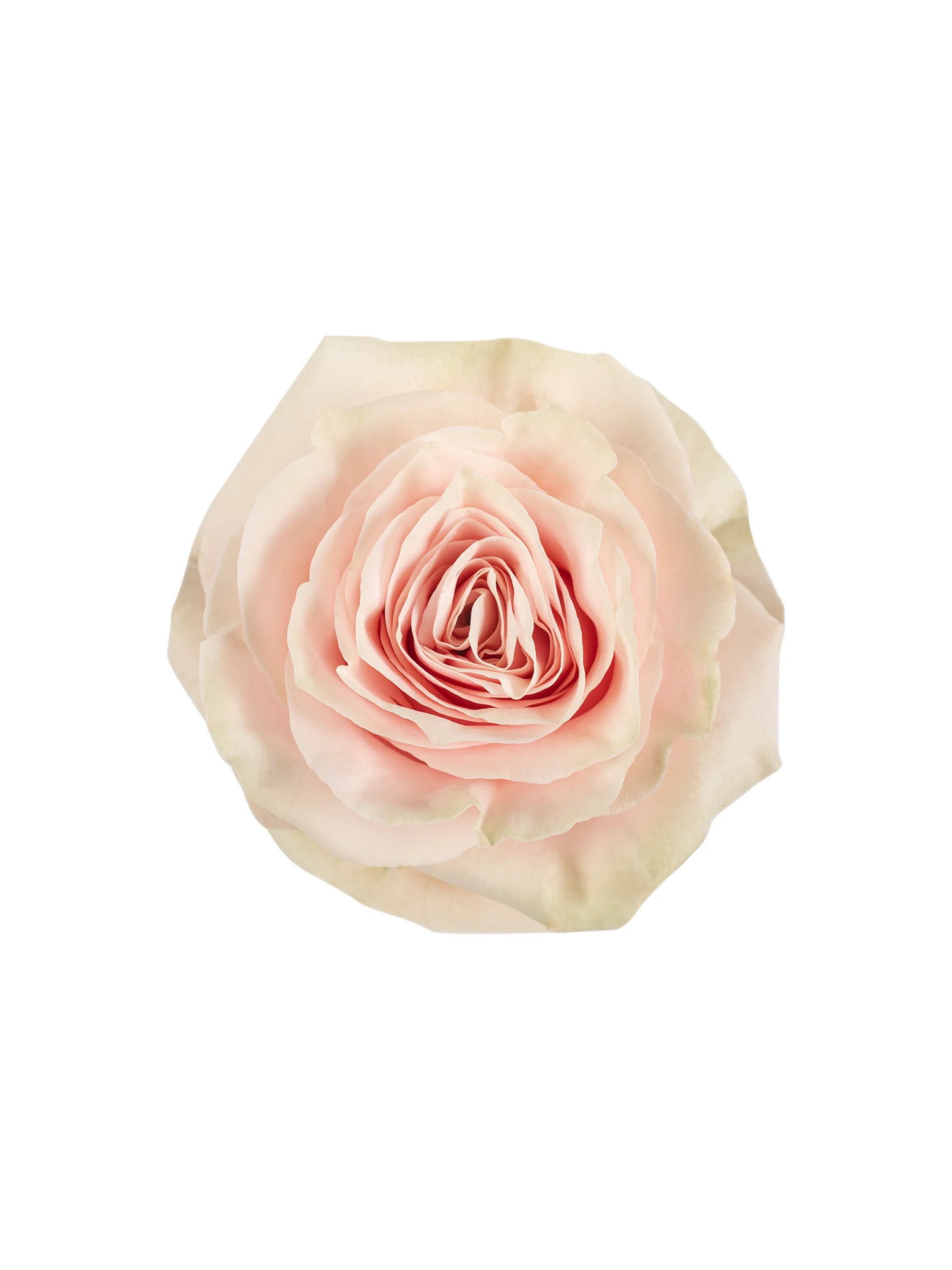 Pink Mondial - Image 1