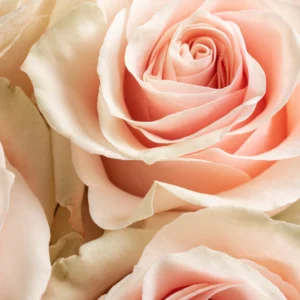 Pink Mondial - Image 2