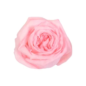 Pink O'Hara - Image 1