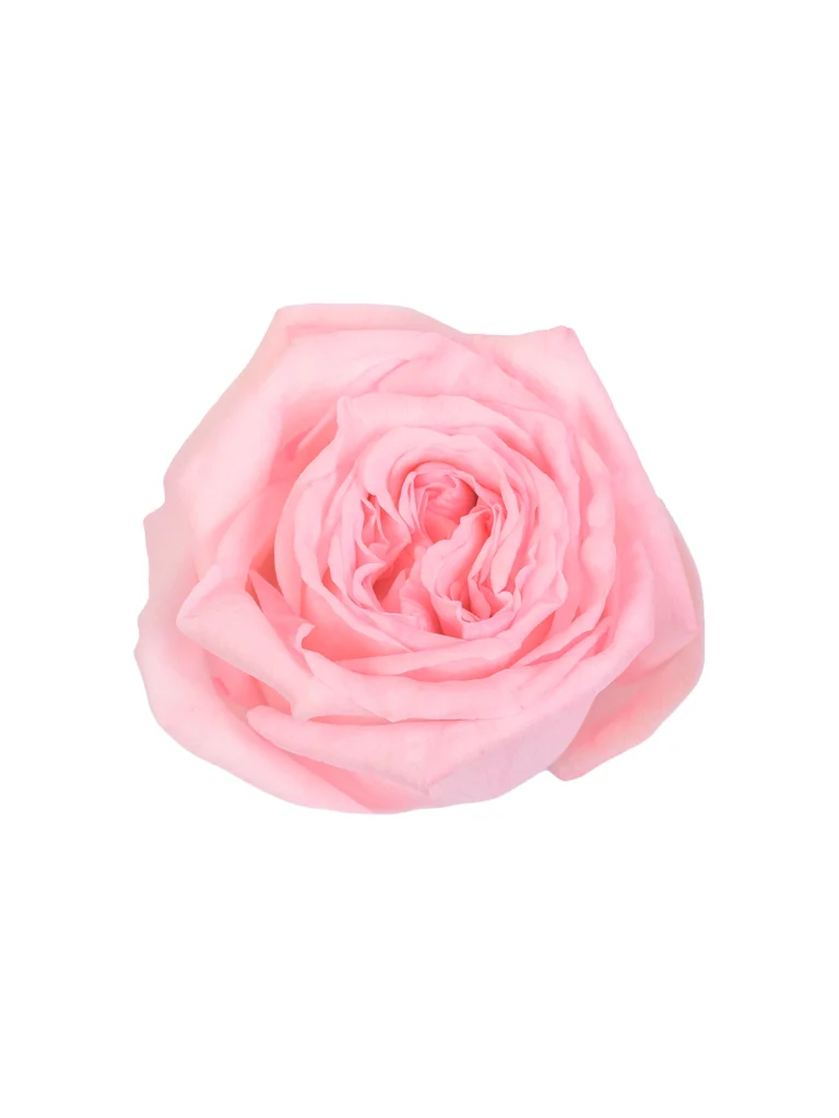 Pink O'Hara