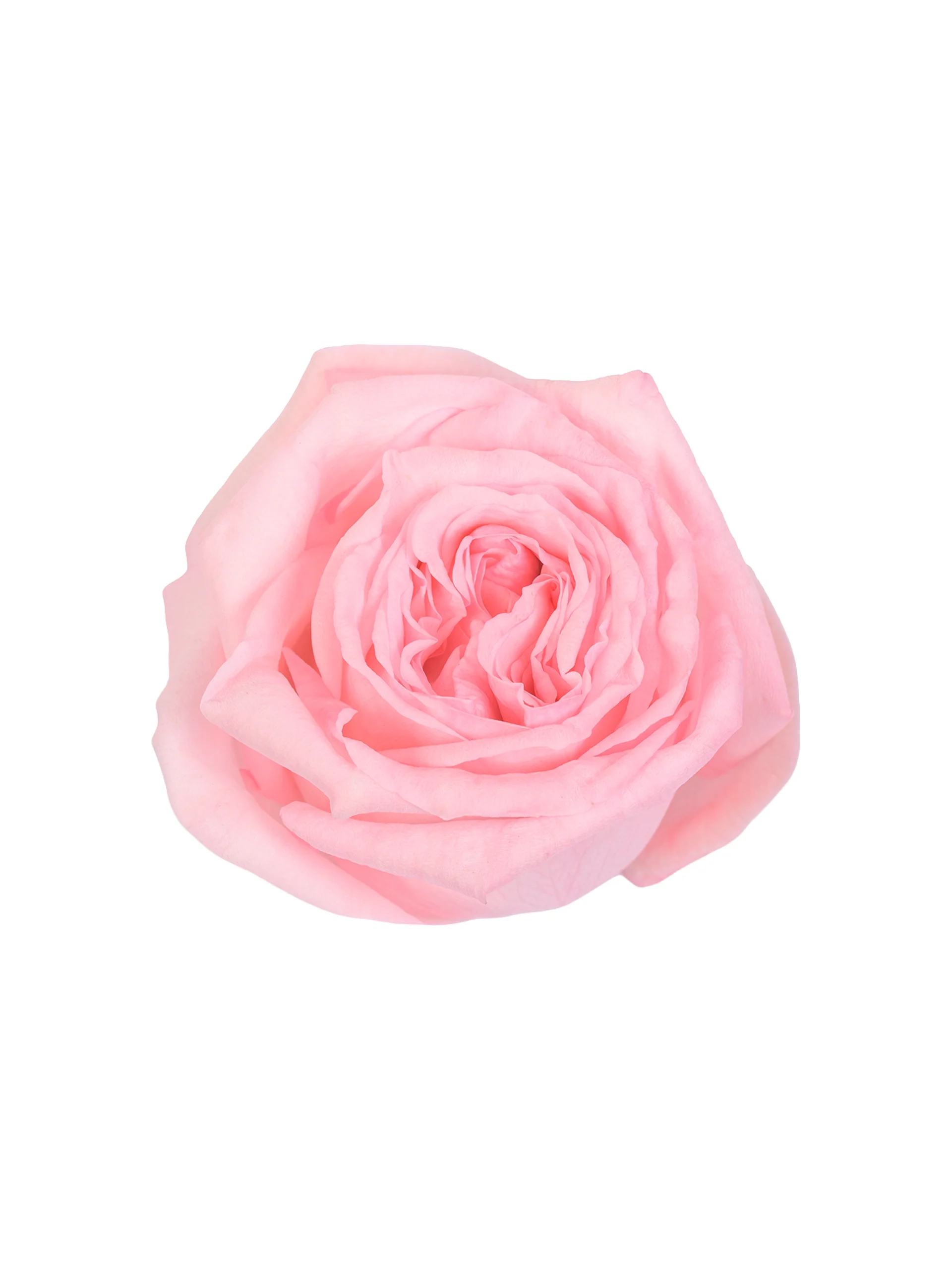 Pink O'Hara - Image 1