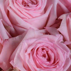 Pink O'Hara - Image 2