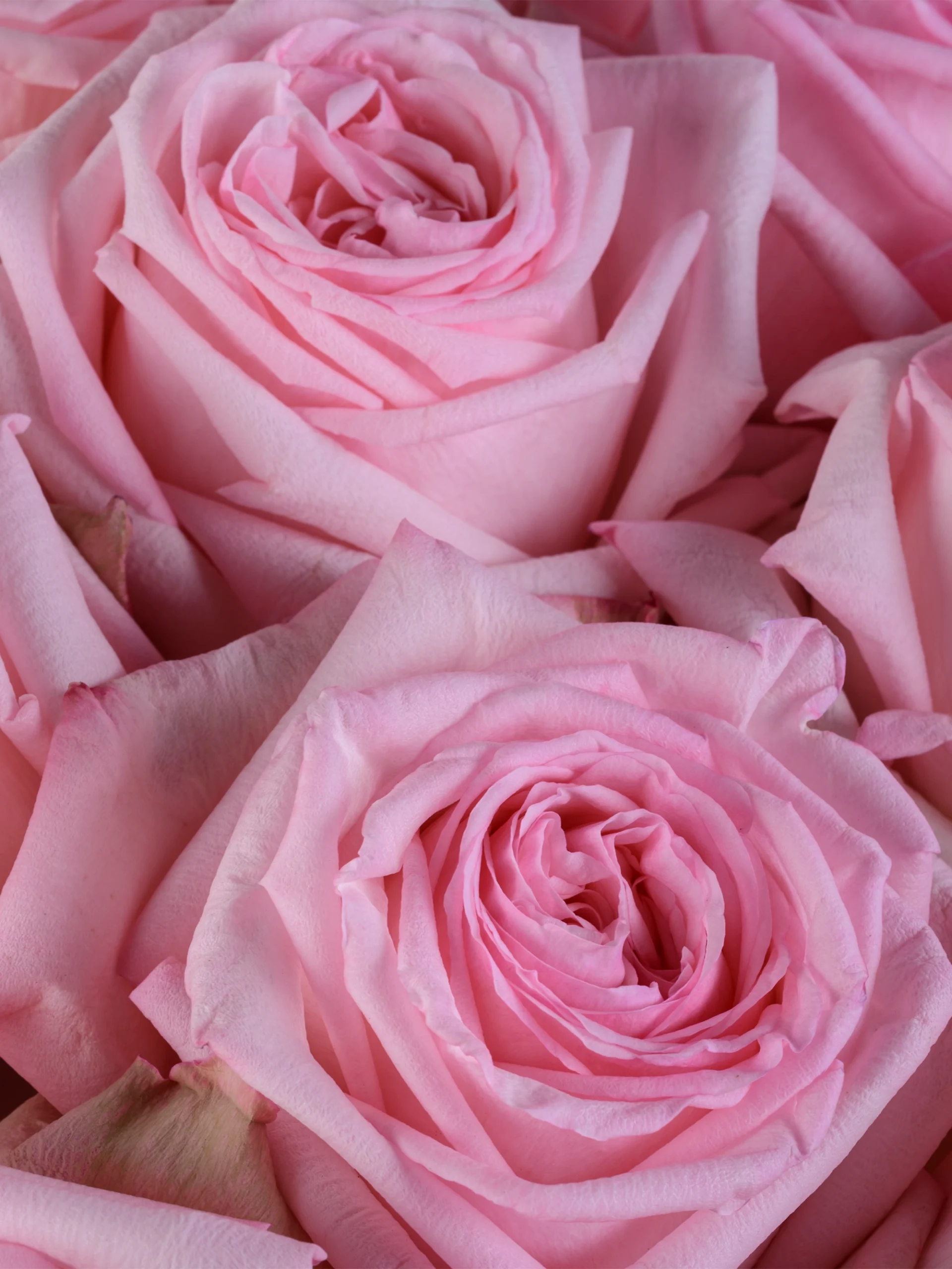 Pink O'Hara - Image 2