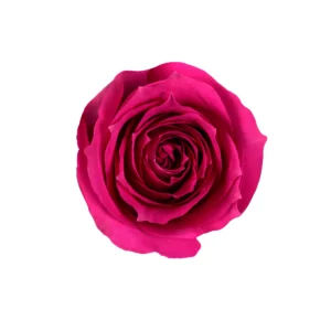 Purple Irishka - Image 2