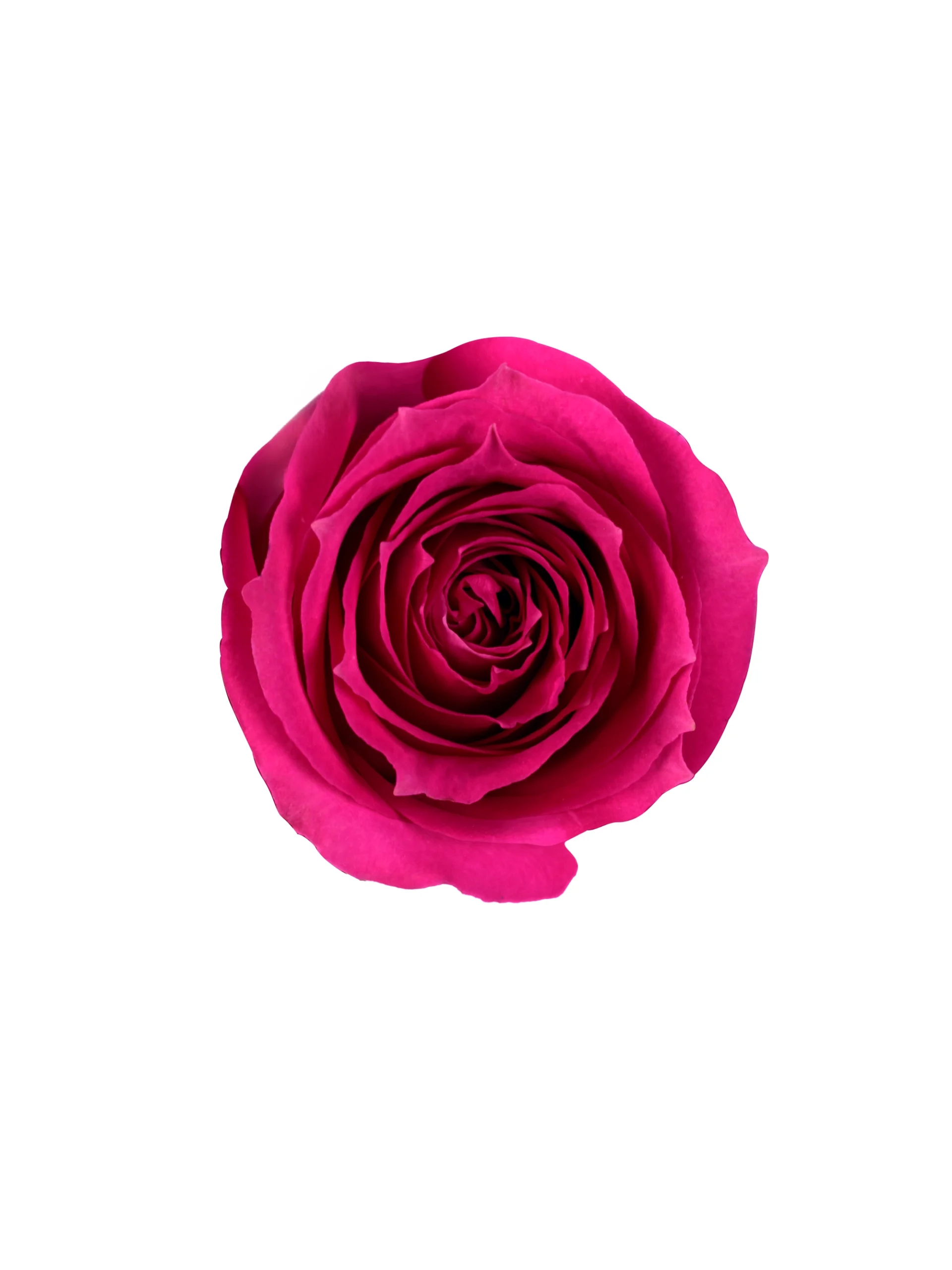 Purple Irishka - Image 2