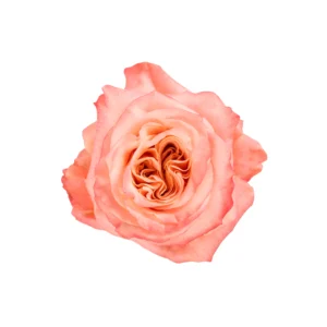 Shimmer - Image 1