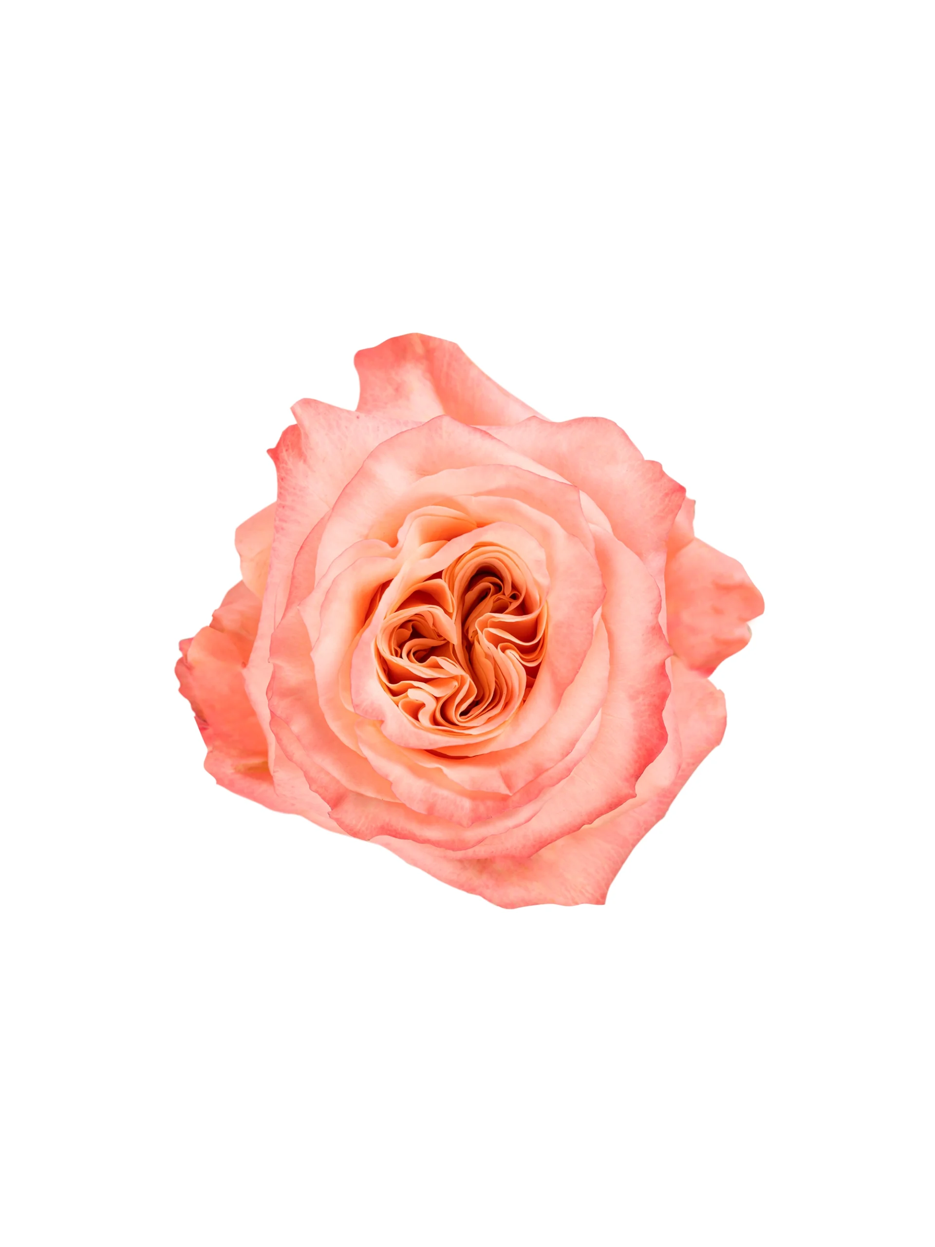 Shimmer - Image 1