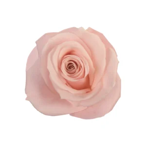 Sweet Escimo - Image 1