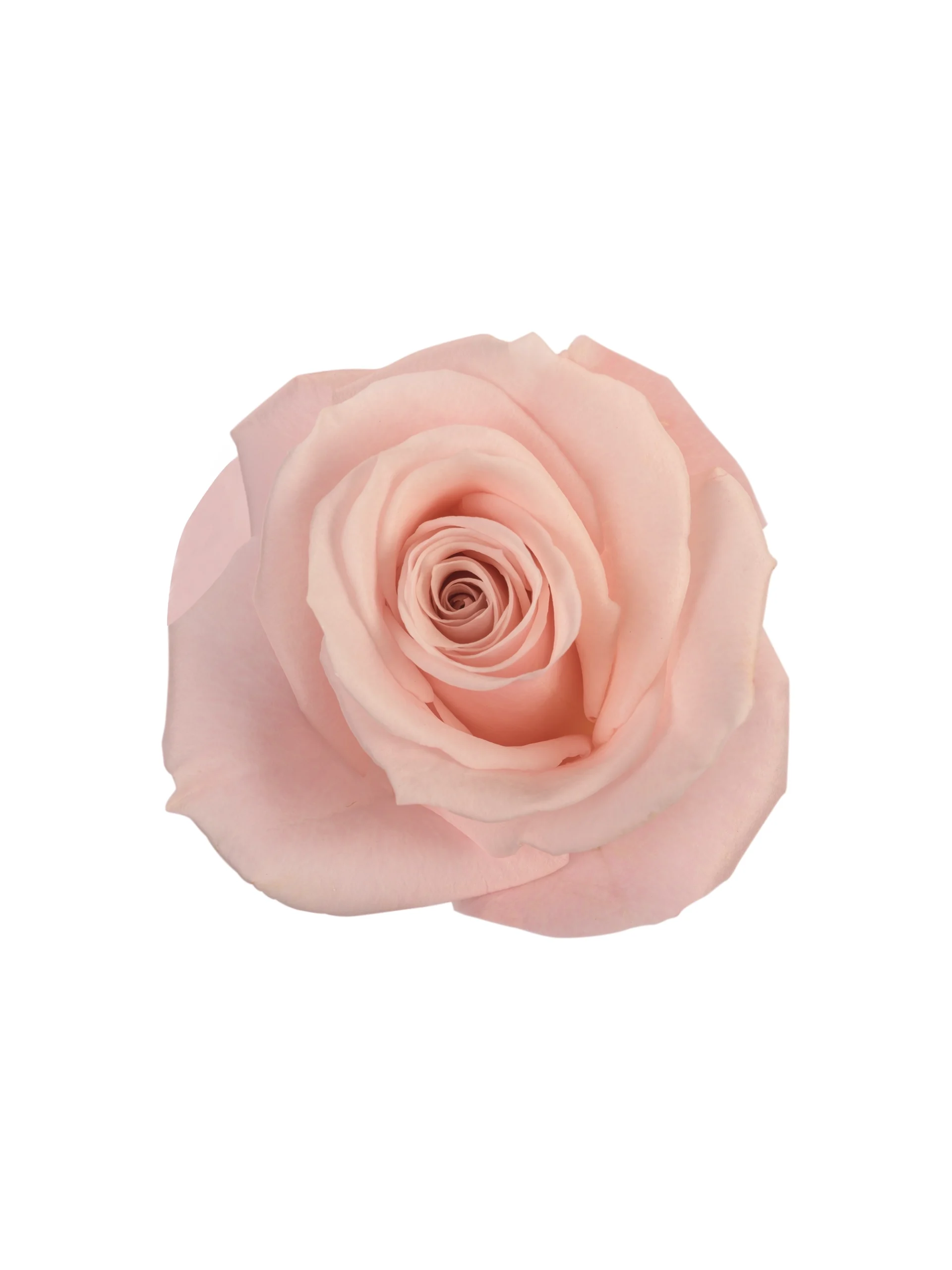 Sweet Escimo - Image 1