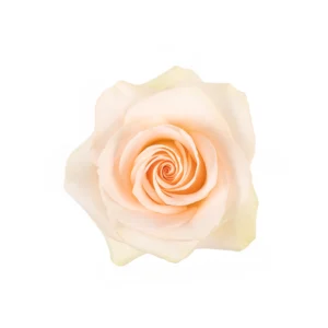 Tiffany - Image 1