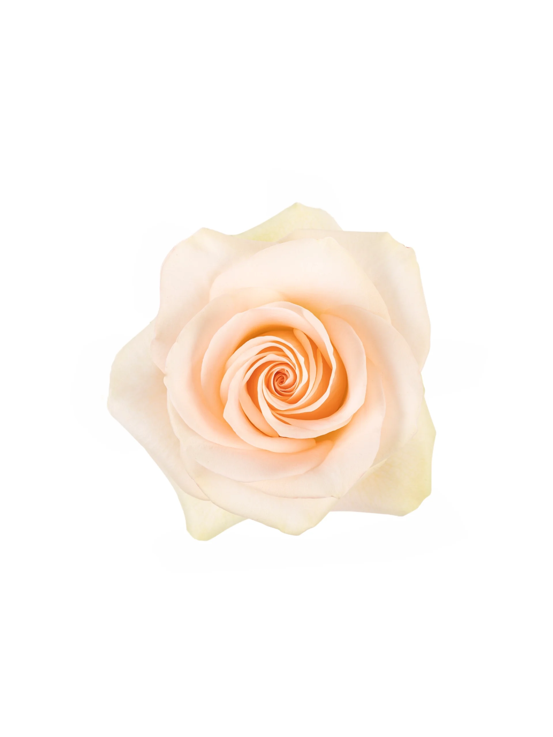 Tiffany - Image 1