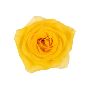 Yellow Babe - Image 3