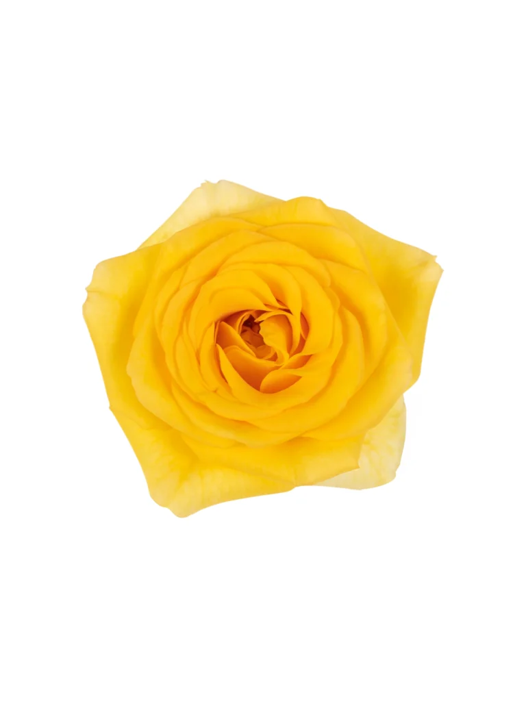 Yellow Babe
