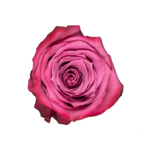 Blueberry - Image 1