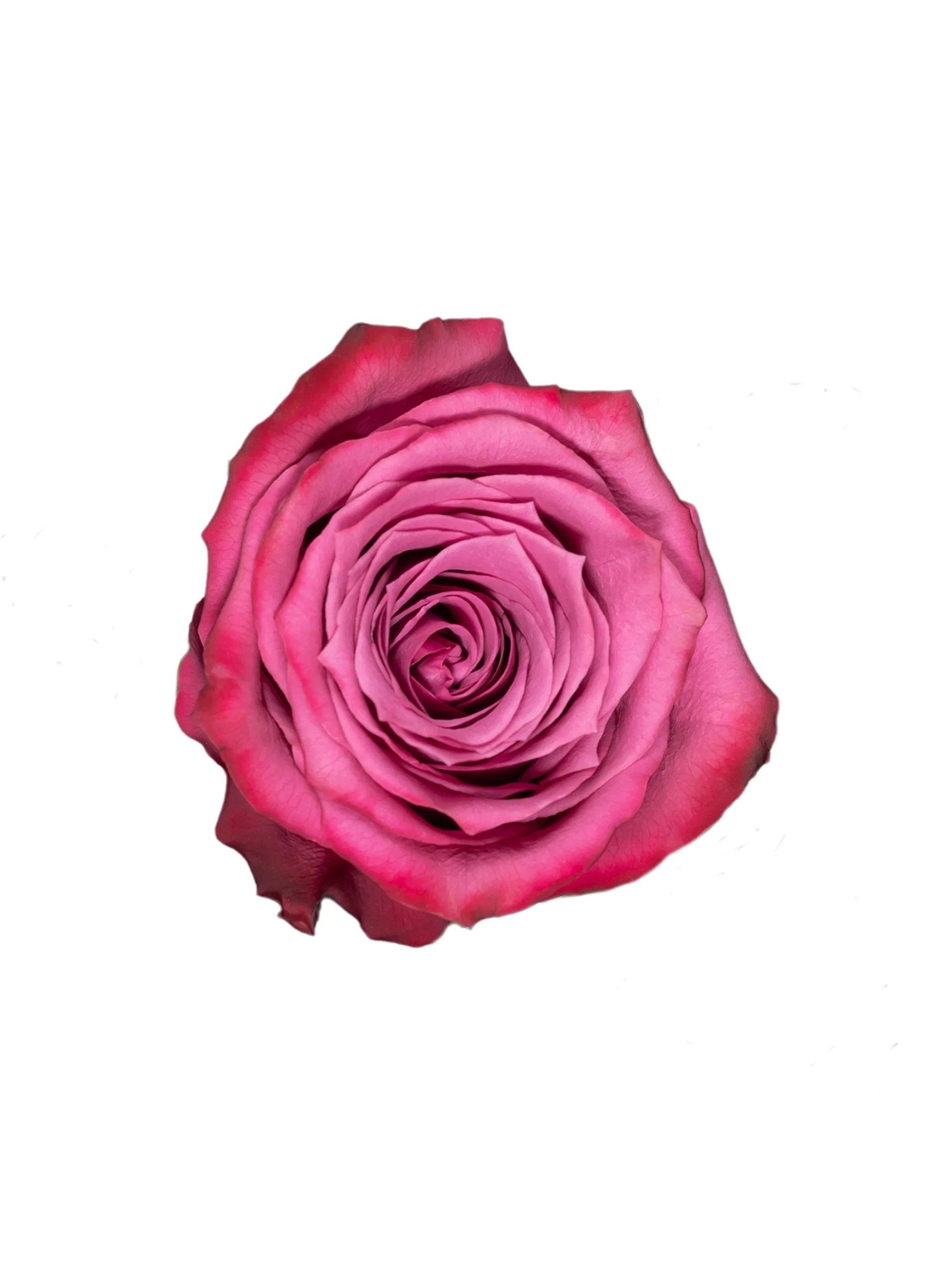 Blueberry - Image 1