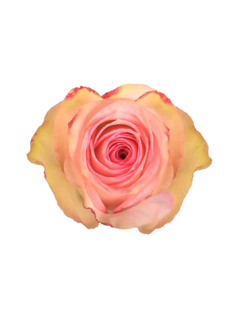 Esperance