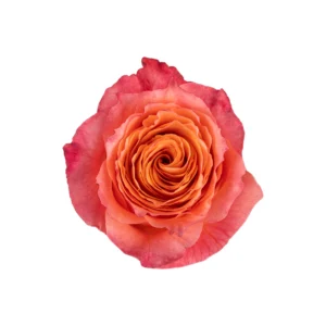 Free Spirit - Image 1