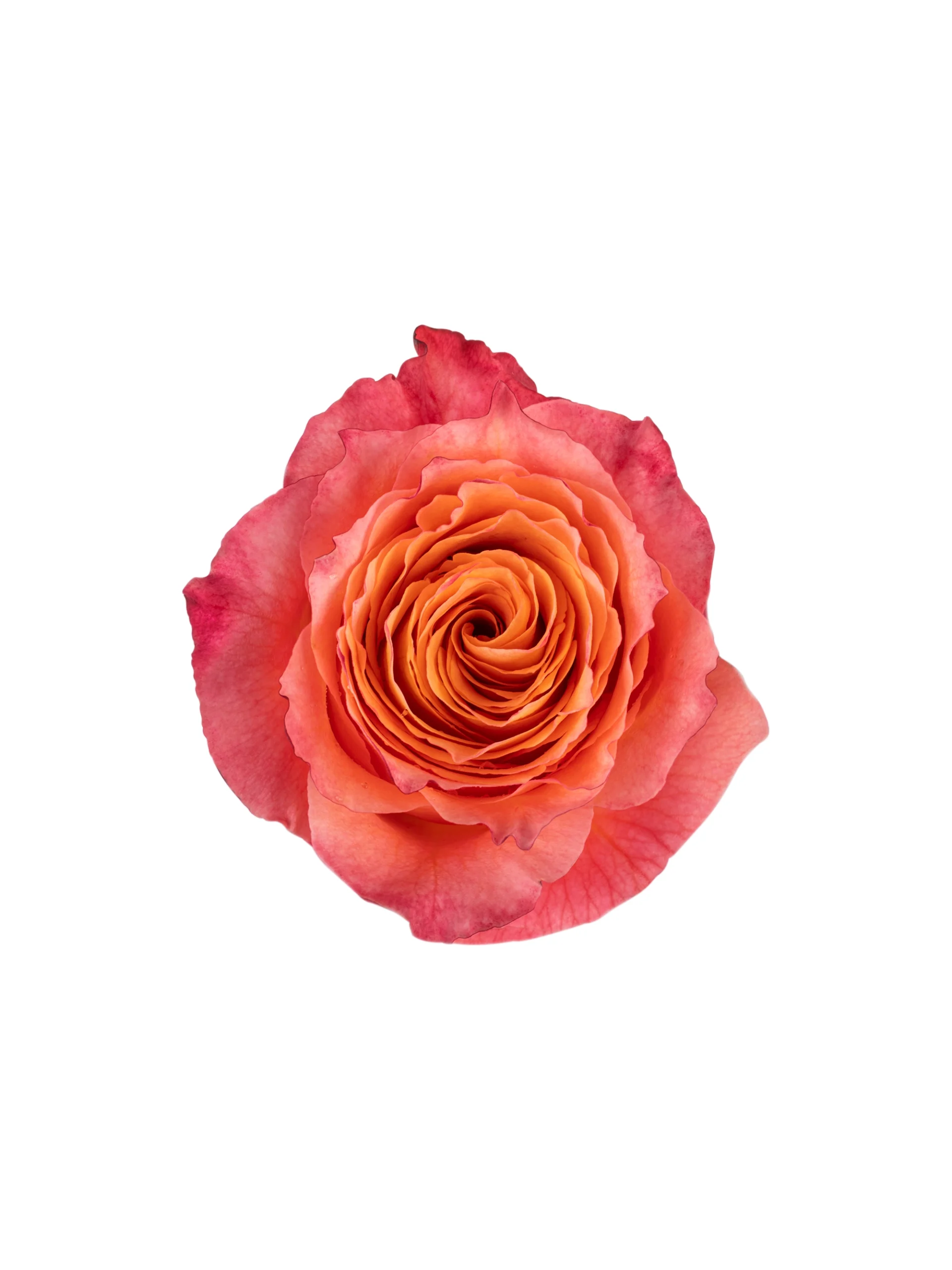 Free Spirit - Image 1