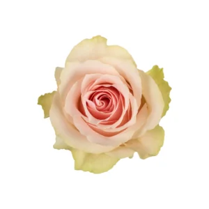 Frutteto - Image 1