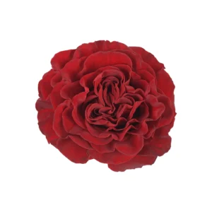 Hearts - Image 1