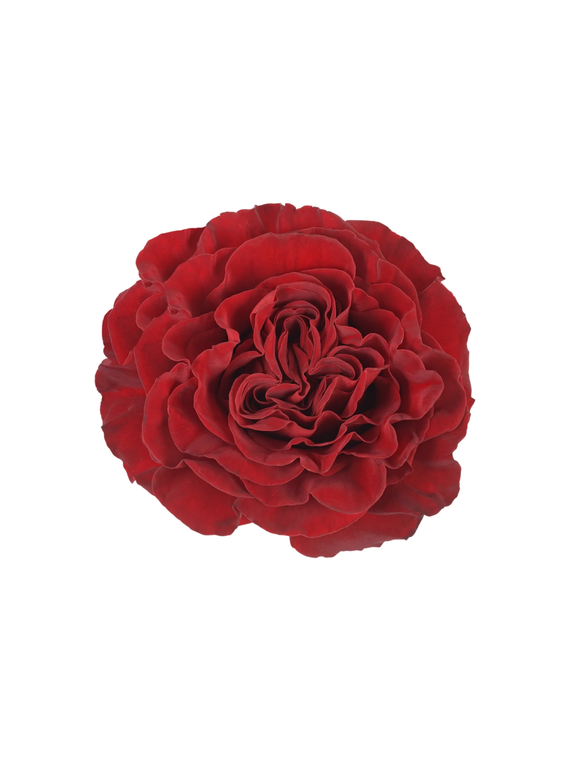 Hearts - Image 1
