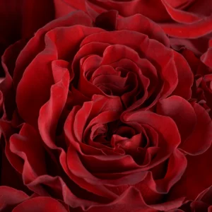 Hearts - Image 2