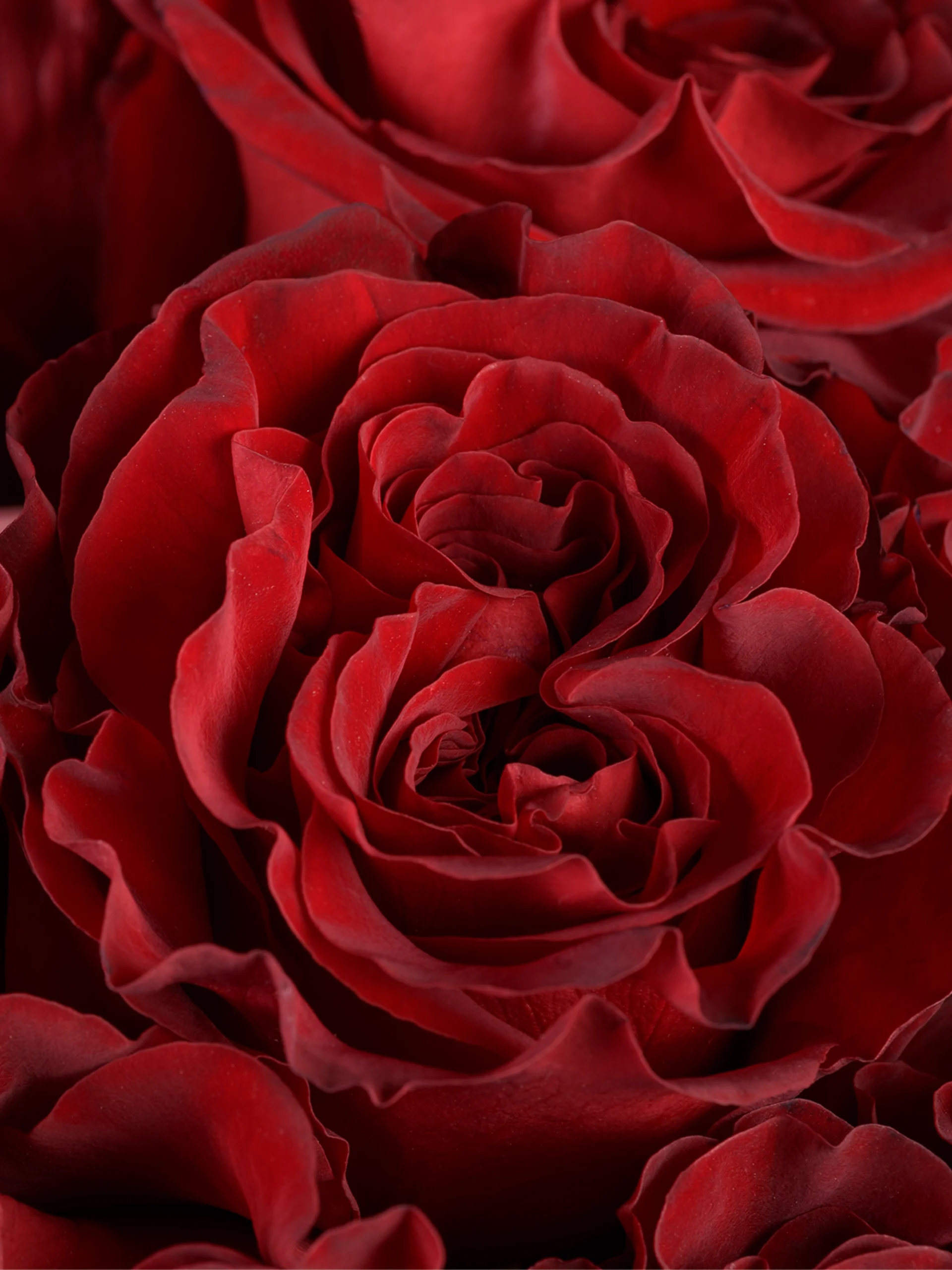 Hearts - Image 2