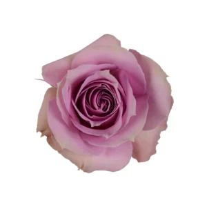 Lavender Irishka - Image 2