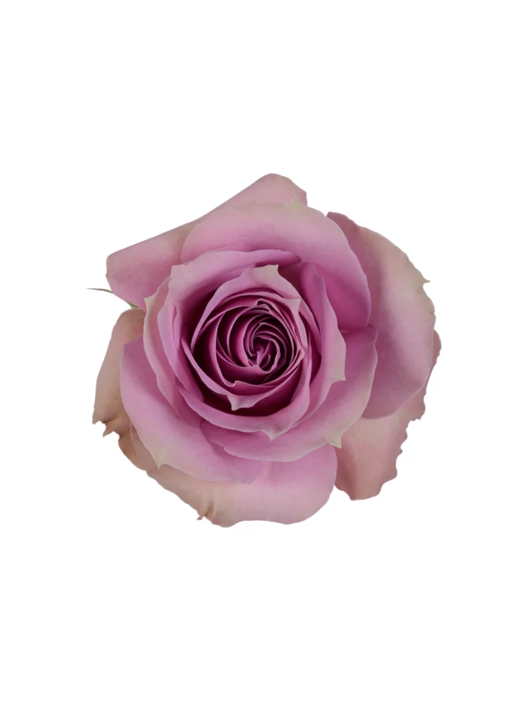 Lavender Irishka