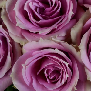 Lavender Irishka - Image 3