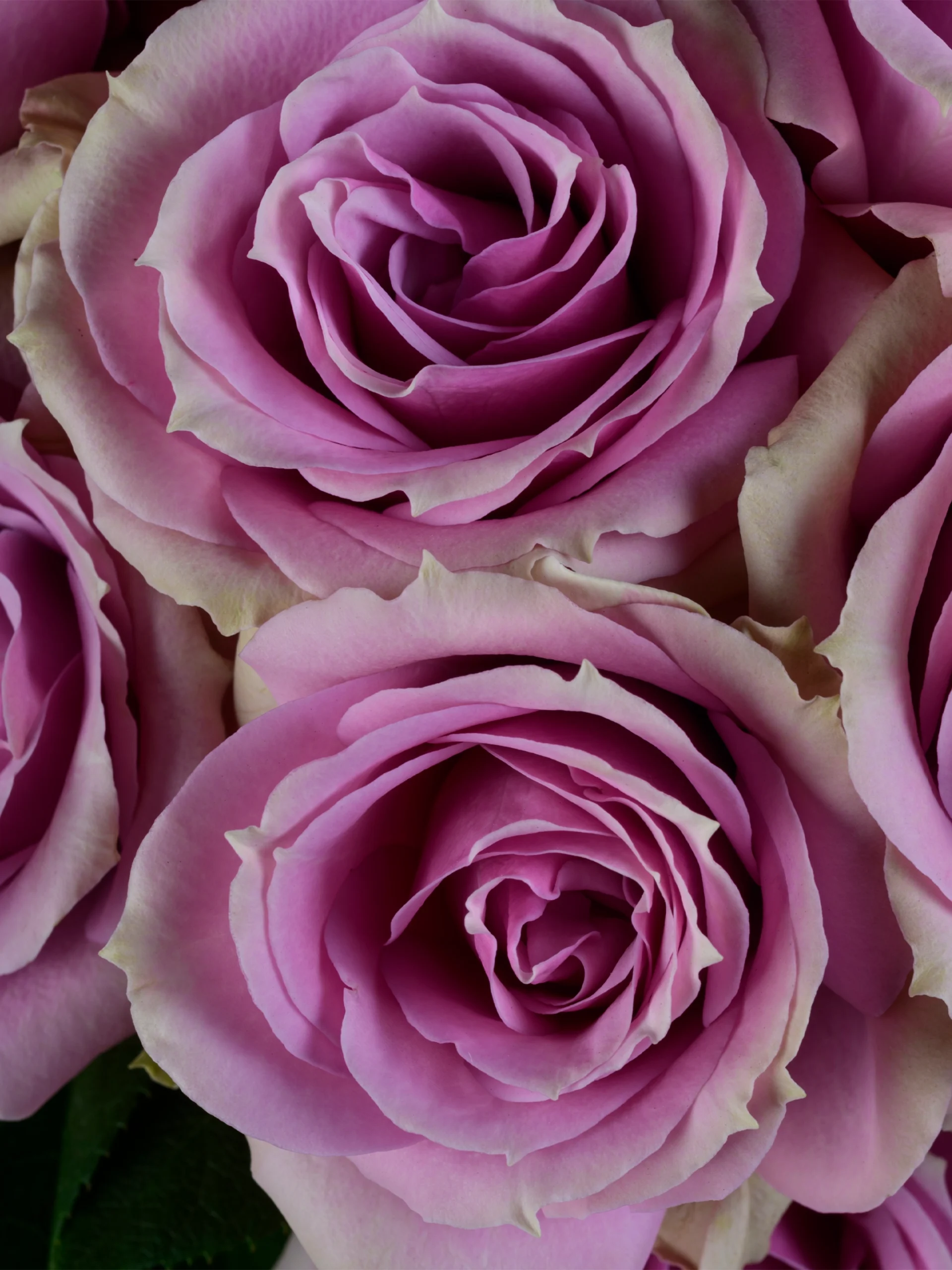 Lavender Irishka - Image 3