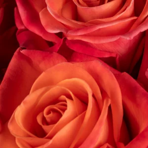 Orange Crush - Image 2