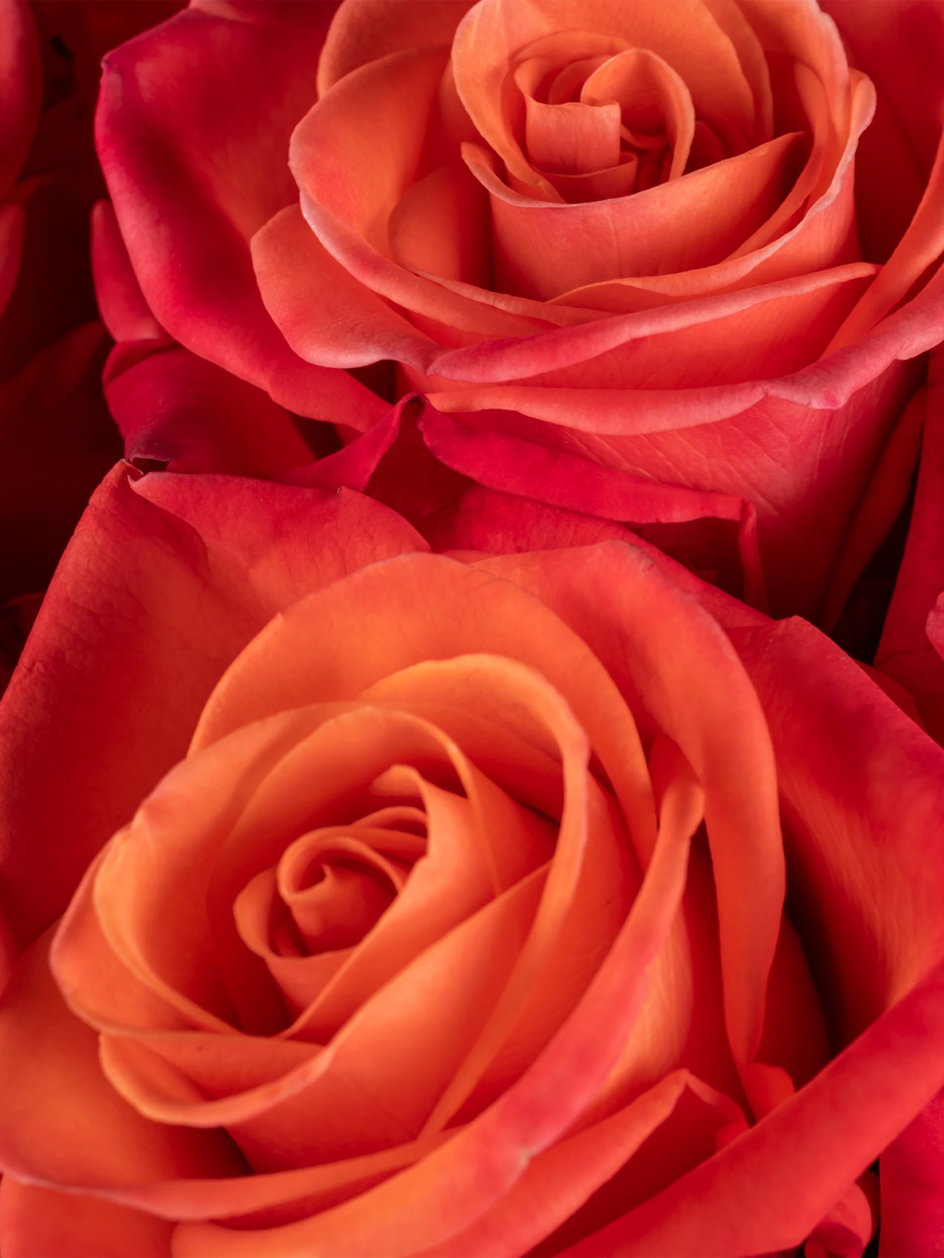 Orange Crush - Image 2