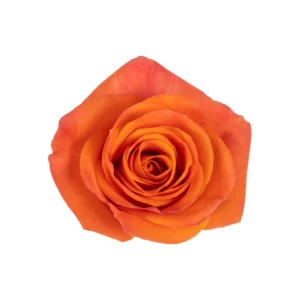 Orange Star - Image 3