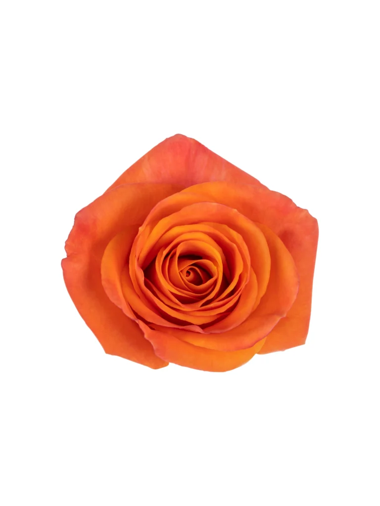 Orange Star