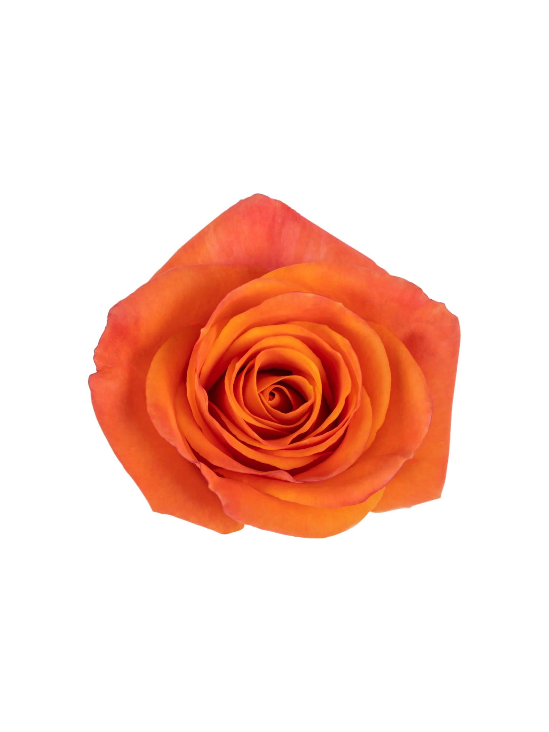 Orange Star - Image 3