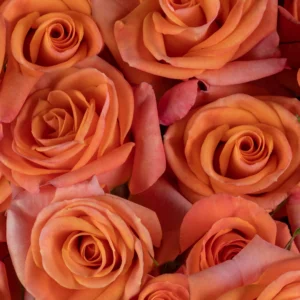 Orange Star - Image 2